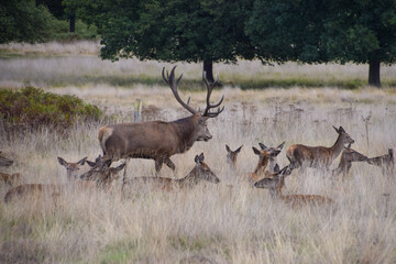 A red deer stag and his harem of females during the rutting season in the UK