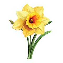 Vibrant Daffodil Clipart Clipart isolated on white background