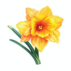 Obraz na płótnie Canvas Vibrant Daffodil Clipart Clipart isolated on white background