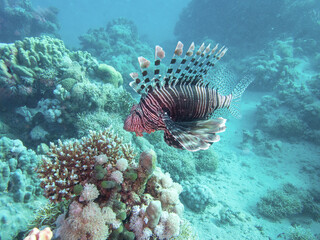 Pacific lionfish in the coral reef during a dive in Bali