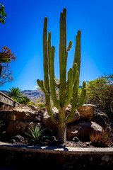 Different Cactus Plants on Gran Canaria Island Spain.