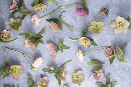 floral flat lay of hellebores on a gray background. Top view. Spring composition, full frame