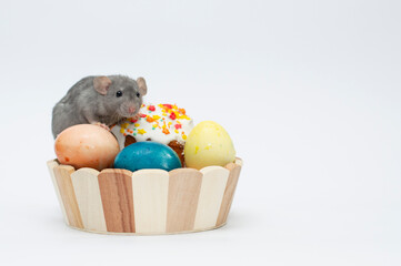 Decorative rat dumbo together with an Easter basket