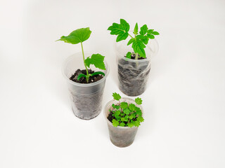 Cucumber, tomato and strawberry seedlings.