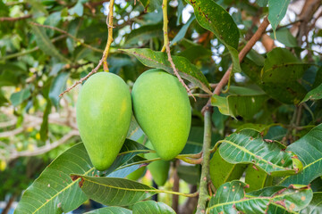 green Mangoes hanging on the mango tree in tropical fruits garden in Thailand,Agricultural industry concept,Summer fruit garden orchard or little forest.