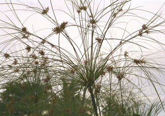 Cyperus papyrus - Papyrus, Paper Plant
