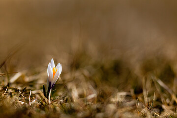 Fleur