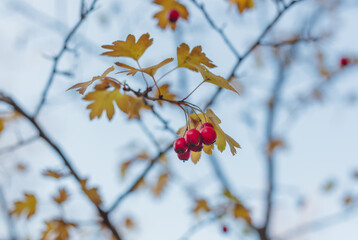 red hawthorn berries on a branch with autumn leaves