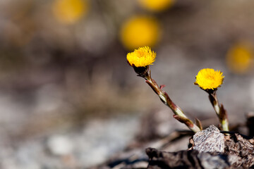 Fleur