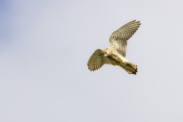 Close up of praying Kestrel, Falco tinnunculus, while hunting with eyes focused on prey on the ground against neutral gray background