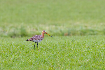 Close up of a foraging Godwit, Limosa limosa, in spring with beautiful plumage standing in foraging...