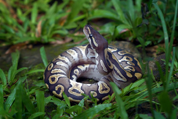 Ball phyton with beautiful skin pattern coiled on the tree branch