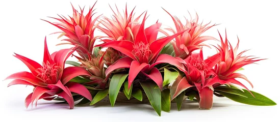 Keuken spatwand met foto An array of vibrant red flowers with lush green leaves set against a clean white background, showcasing the beauty of terrestrial plants in full bloom © AkuAku