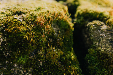 moss on the rock