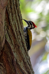 an common flame back woodpecker on a tree trunk