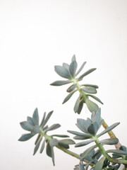 Frame with succulents plant on a white background. Spring mockup. Front view. Minimalist style concept.