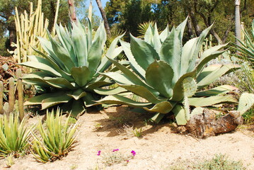 aloe vera plants, cactus, stone, blue, sky - Powered by Adobe