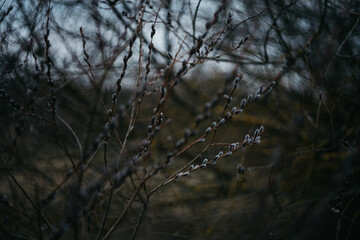vine in cloudy weather in spring, blurred bokeh background