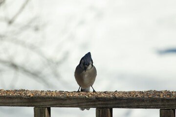 This beautiful blue jay came out to the wooden railing. Birdseed is all around this bird. These colorful avians are so pretty to watch with their white, black, and blue feather.