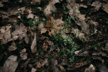 the first manifestations of plants in spring in the forest