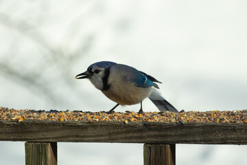 This beautiful blue jay came out to the wooden railing. Birdseed is all around this bird. These colorful avians are so pretty to watch with their white, black, and blue feathers.