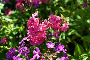 flowers in the garden