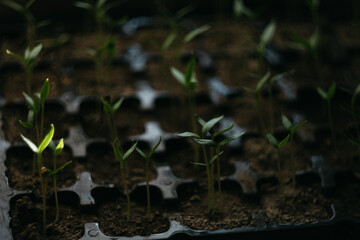 seedlings for the garden grow