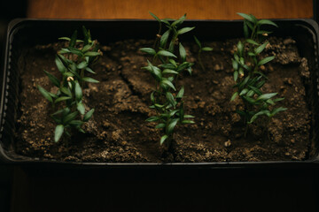 seedlings for the garden grow