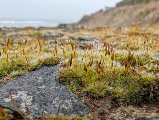 Wall Screw-moss (Tortula muralis) growing on a wall with a coastal backdrop