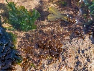 Various seaweeds in a rock pool in Northumberland, England