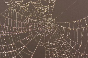 Tela de araña