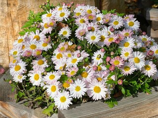 Obraz premium White pink flowers in the garden.