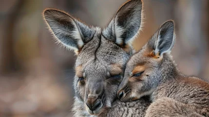 Fotobehang Animal love and affection cute joey image baby kangaroo holding on it's mother ear for comfort and feeling safe © Alexander
