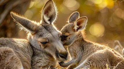 Raamstickers Animal love and affection cute joey image baby kangaroo holding on it's mother ear for comfort and feeling safe © Alexander