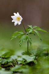 An&eacute;mone des bois