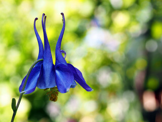 Aquilegia