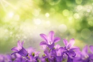 Beautiful purple campanula blossoms growing towards the sunlight, with green dreamy bokeh background and copy space  - 761701686