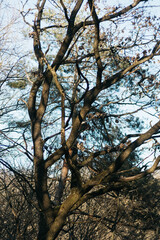 Fototapeta premium tree in the sky
