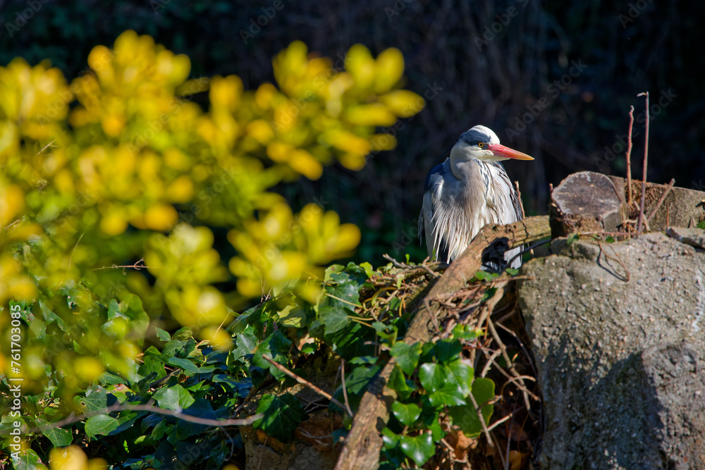 Canvas Prints A grey heron is hidding in the vegetation