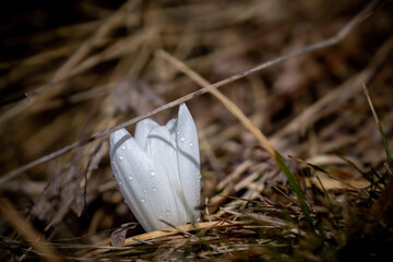 early spring flowers - crocus flowers on the mountains at a spring day