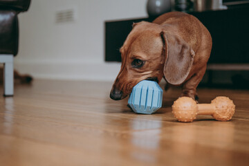 Smooth brown miniature dachshund playing with a toy.