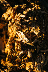 tree covered with moss in the forest. texture of wood and moss