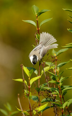 black capped chickadee showing tail feathers