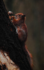squirrel on a branch