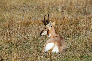 Poster pronghorn antelope deer in meadow © Jen