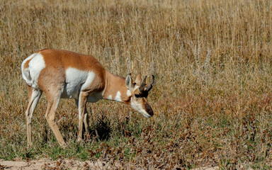 pronghorn antelope deer in meadow