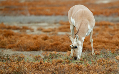 pronghorn antelope deer in meadow - obrazy, fototapety, plakaty