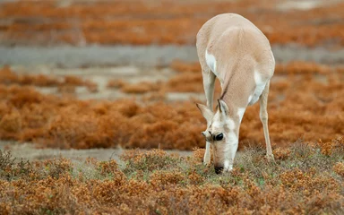 Crédence de cuisine en verre imprimé Antilope pronghorn antelope deer in meadow