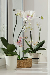 Blooming orchid flowers in pots on windowsill