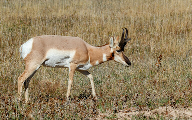 pronghorn antelope deer in meadow